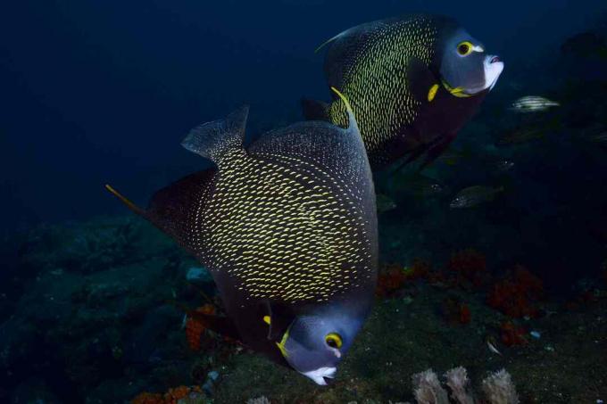 फ्रेंच Angelfish