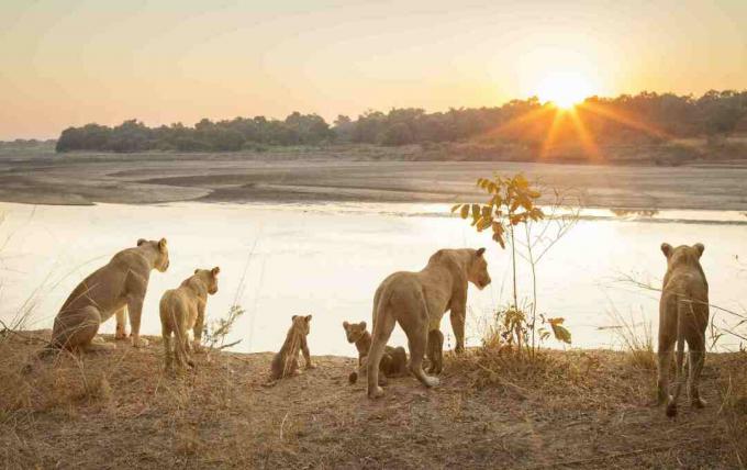 जाम्बिया के साउथ लुंगवा नेशनल पार्क में सूर्यास्त के समय शावक के साथ शेरनी
