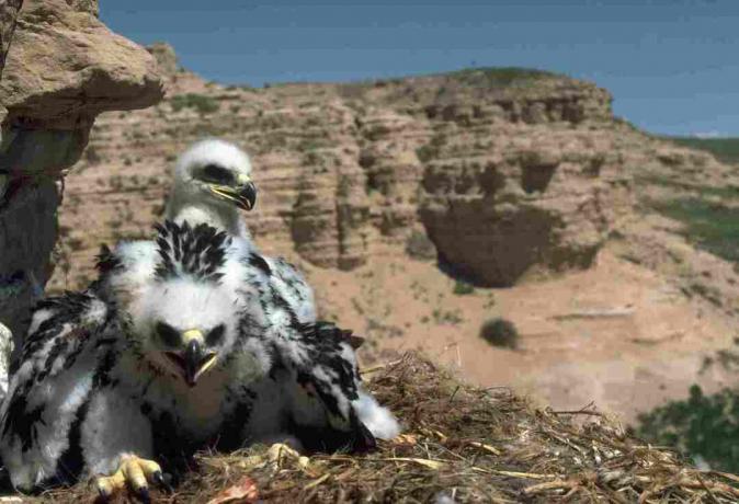 कोलोराडो में Pawnee नेशनल ग्रासलैंड में एक चट्टान पर घोंसले में दो गोल्डन ईगल चिकी बैठते हैं। | स्थान: Pawnee नेशनल ग्रासलैंड, कोलोराडो, संयुक्त राज्य अमेरिका।