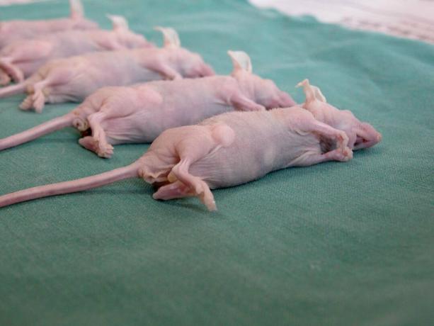 नग्न तिल चूहे के विपरीत, नग्न चूहों और अन्य कृन्तकों के ट्यूमर के लिए अतिसंवेदनशील होते हैं।