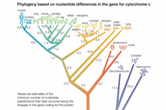 Phylogenic पेड़ बंद हुआ