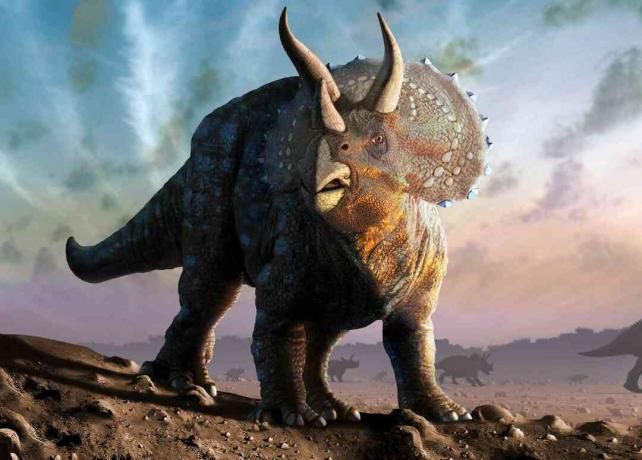 triceratops