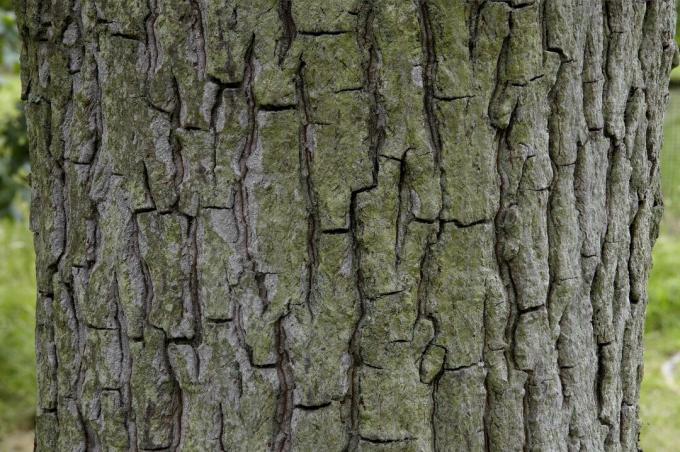 Carya tomentosa, Mockernut hickory, छाल पर क्लोज-अप