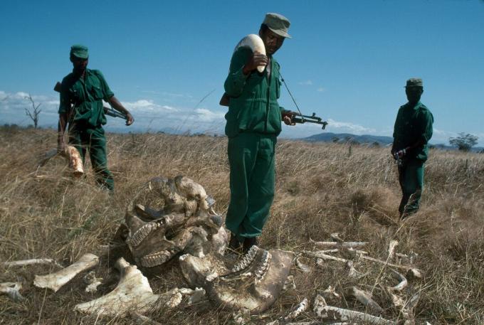 MIKUMI, TANZANIA- JULY 1989: पार्क रेंजर्स, जो मिकुमी नेशनल पार्क, तंजानिया में 2,700 अमेरिकी डॉलर के जब्त हाथी हाथी दांत के साथ प्रति माह 70 अमेरिकी डॉलर कमाते हैं। शिकारियों द्वारा मारे गए बैल हाथी के अवशेषों के पास रेंजर खड़े हैं।