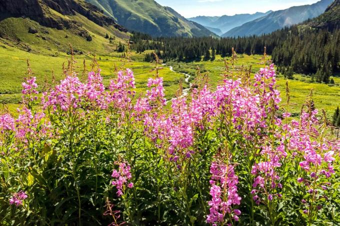 कोलोराडो पहाड़ों में फायरफीड वाइल्डफ्लावर