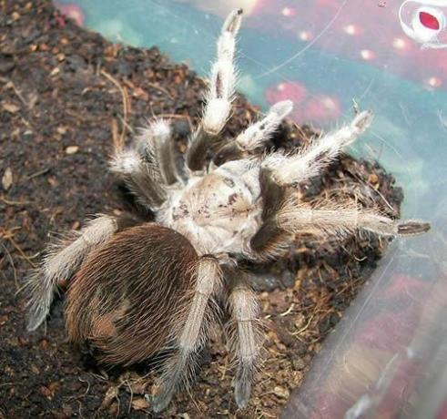 डेजर्ट ब्लॉन्ड टारेंटुला (Aphonopelma chalcodes)