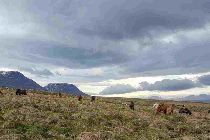 Hofstadir, आइसलैंड के पास लैंडस्केप