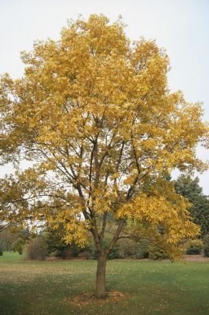 Carya Illinoensis (Pecan tree), पार्क में पीले पत्तों वाला पेड़