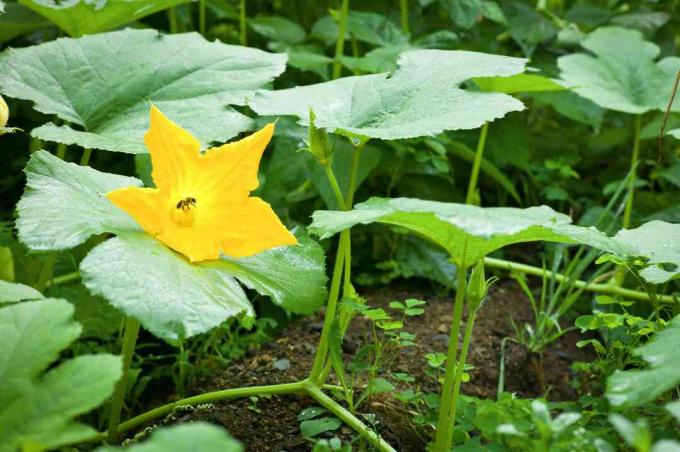 स्टिंगलेस मधुमक्खी एक लौकी के फूल का परागण करती है।